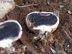 Scleroderma meridionale