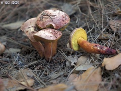 Xerocomellus redeuilhii