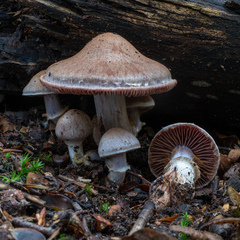 Cortinarius torvus