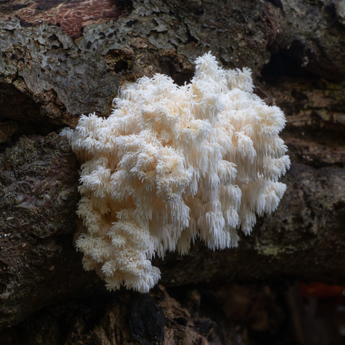 Koralovec bukový (Hericium coralloides)