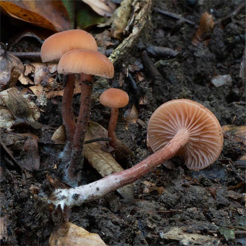 lakovka obyčajná (Laccaria laccata)