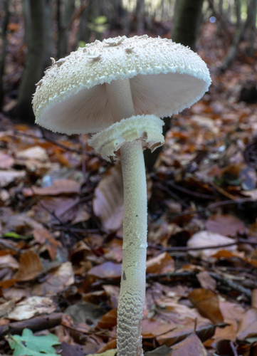 bedľa (Macrolepiota)