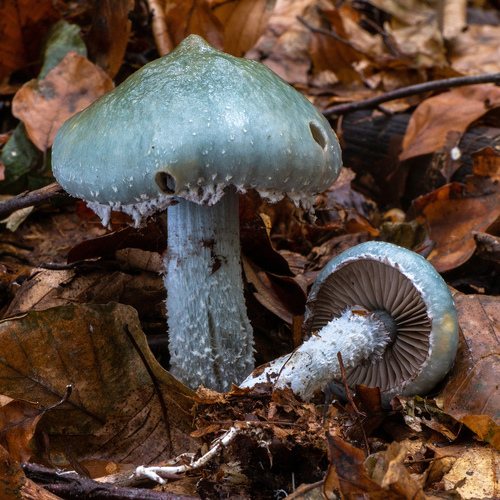 Zelena vitičarka (Stropharia aeruginosa)