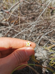 Diosma oppositifolia