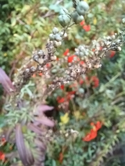 Pyracantha coccinea
