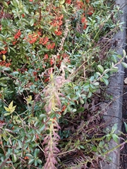 Pyracantha coccinea