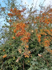 Pyracantha coccinea