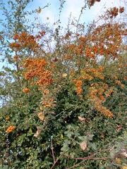 Pyracantha coccinea