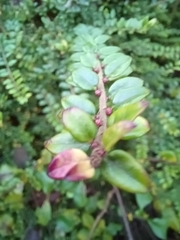 Lonicera