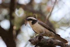 Eurocephalus anguitimens