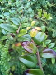 Lonicera