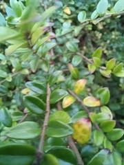 Lonicera