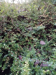 Lonicera