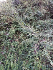 Lonicera