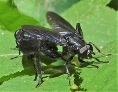 Chalcosyrphus chalybeus