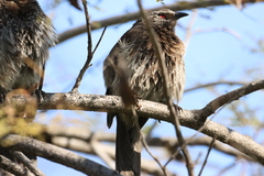Turdoides hartlaubii