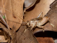 Stictogryllacris punctata