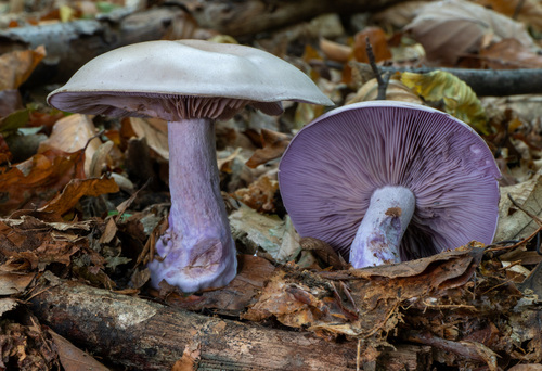 Collybia nuda