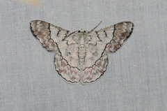 Pingasa rubimontana