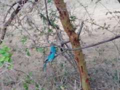 Coracias abyssinicus