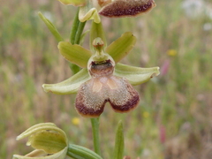 Ophrys sphegodes passionis