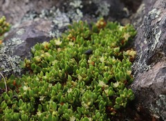 Muehlenbeckia volcanica