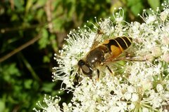 Eristalis horticola