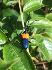 Desmocerus palliatus