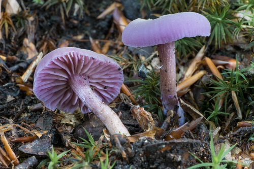 Lakovka ametystová (Laccaria amethystina)