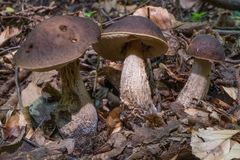 Leccinellum pseudoscabrum
