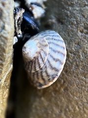 Bembicium nanum