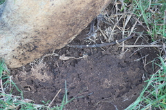 Microhyla