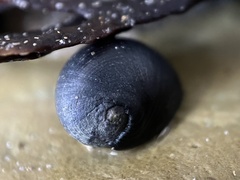Nerita atramentosa