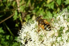 Eristalis horticola