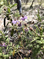 Thomasia petalocalyx