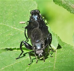 Chalcosyrphus chalybeus