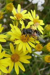 Eristalis horticola