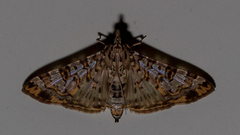 Dysallacta negatalis