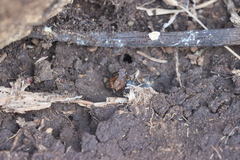 Microhyla