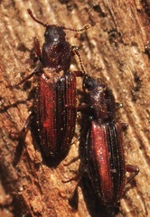 Bothrideres bipunctatus