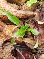 Orchis anthropophora