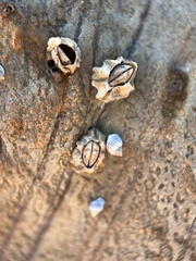 Chthamalus antennatus