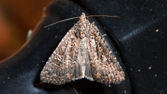 Hypoperigea tonsa