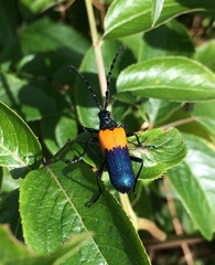 Desmocerus palliatus
