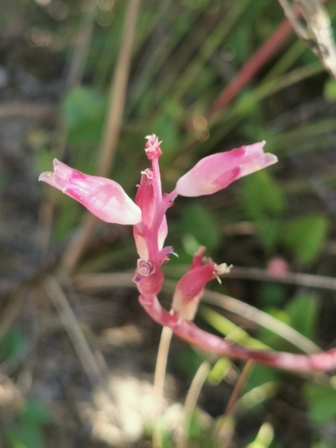 Image of Lachenalia rosea by (c) Barbara le Roux, some rights reserved (CC BY-SA)