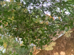 Brotogeris cyanoptera