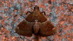 Persicoptera compsopa