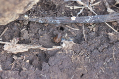Microhyla