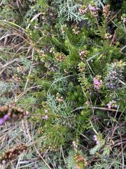 Erica vagans