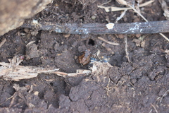 Microhyla
